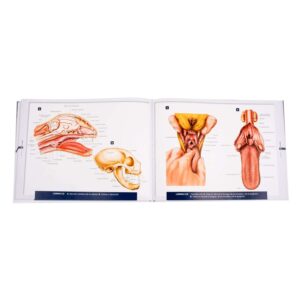 Atlas de anatomía pqños. animales